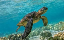 AQUATIC LIFE